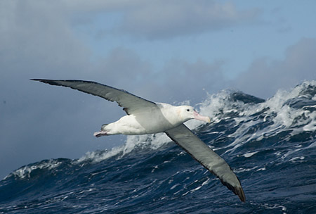 A wandering albatross in flight