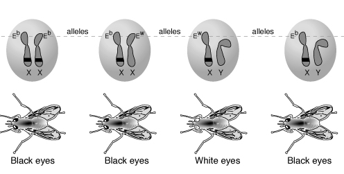 alleles