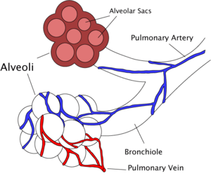 alveolus