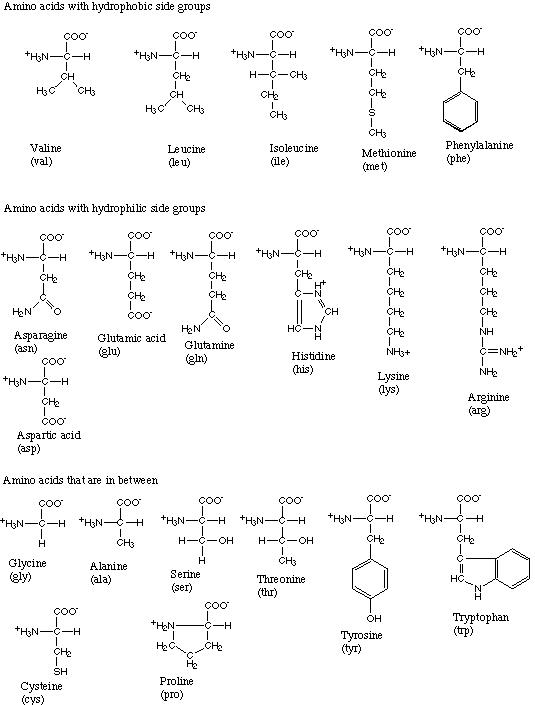 the twenty amino acids found in all lfe on Earth