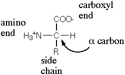 amino group