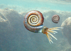 artwork of an ammonite swimming