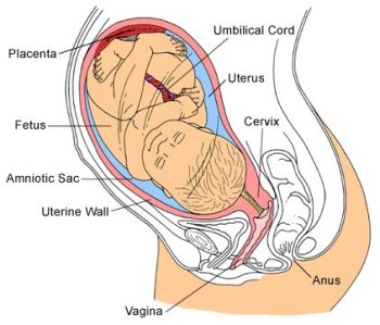 fetus in vitro