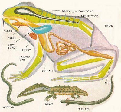 frog anatomy