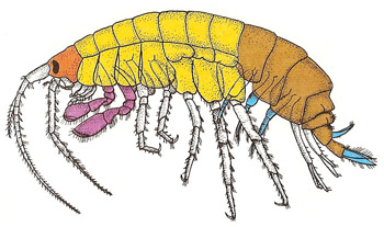 typical amphipod