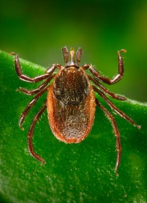 female western blacklegged tick, Ixodes pacificus, which has been shown to transmit Anaplasma phagocytophilum