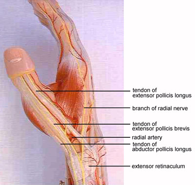 anatomical snuffbox