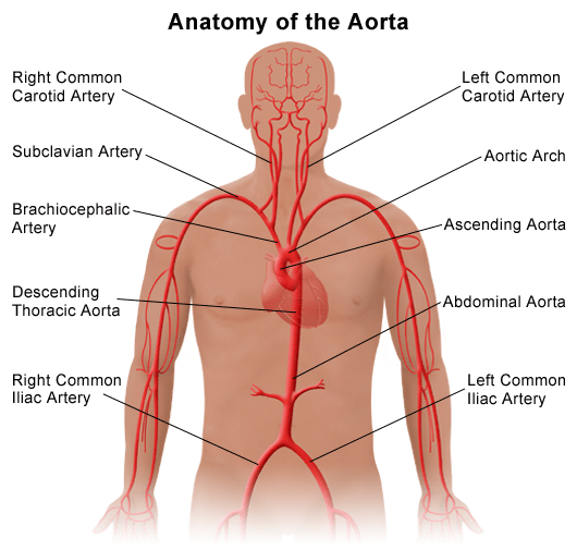 anatomy of the aorta