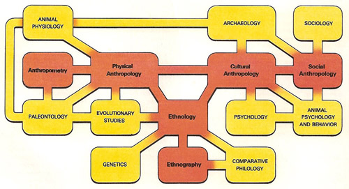 branches of anthropology