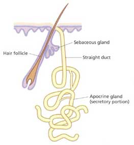 apocrine gland