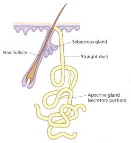 apocrine gland