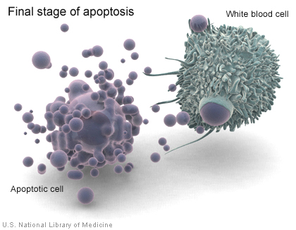 apoptosis