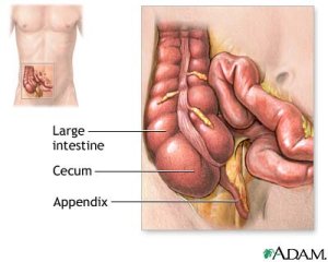 appendix