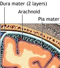 meninges