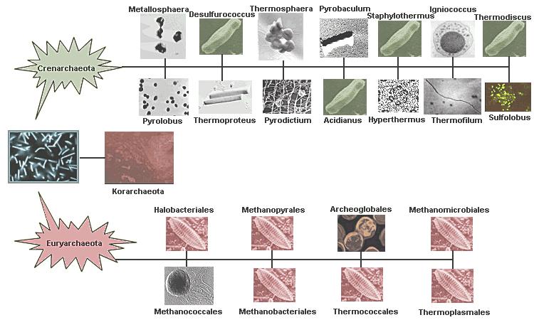 archaea