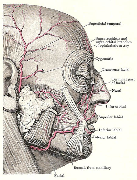facial nerve