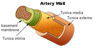 artery wall