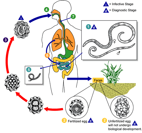 ascariasis life cycle