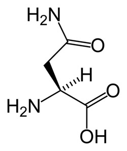 asparagine molecule