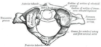 atlas (C1)