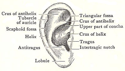 auricle of the ear