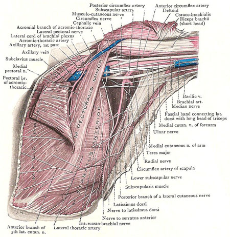 Axilla with muscles and vessels exposed