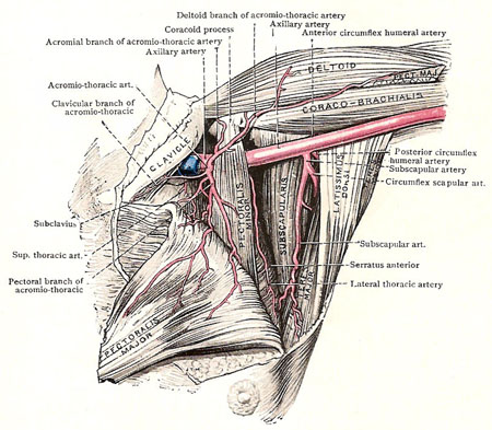 axillary artery and its branches