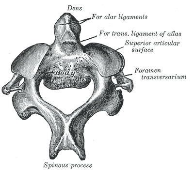 axis (C2)