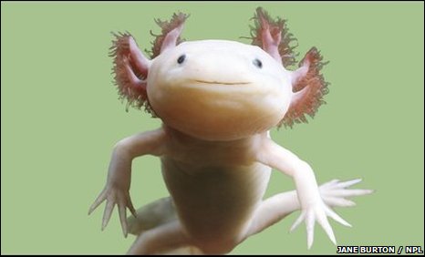 axolotl