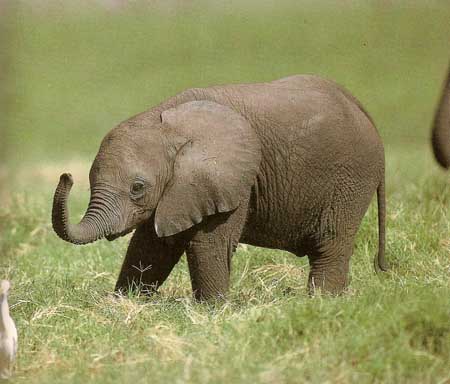 baby elephant