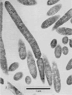 Bacillus infernus