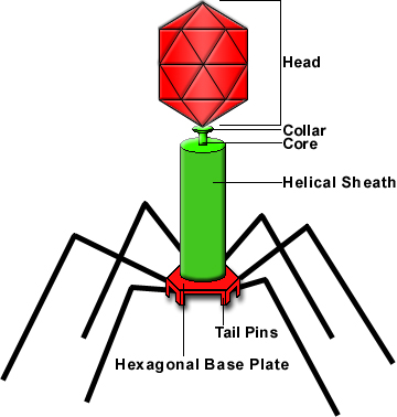 bacteriophage