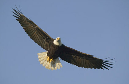 Bald eagle flying