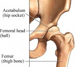 hip joint