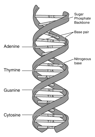 DNA