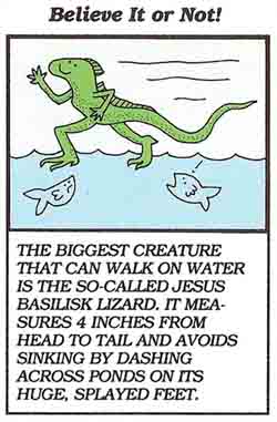 basilisk lizard amazing fact
