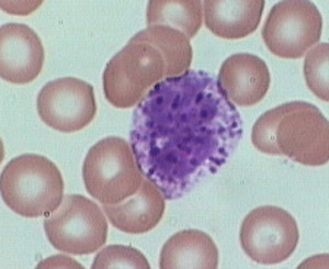 basophil