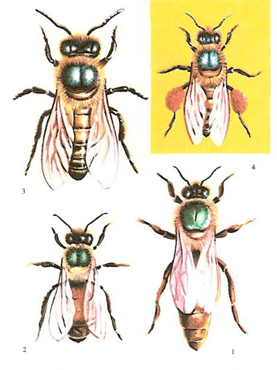 types of bees