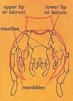 mouthparts of a beetle