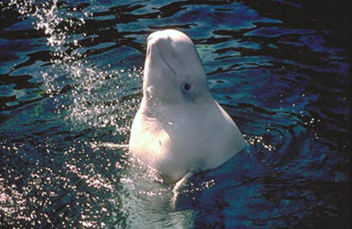 beluga whale