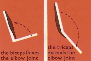 actions of the biceps and triceps muscles