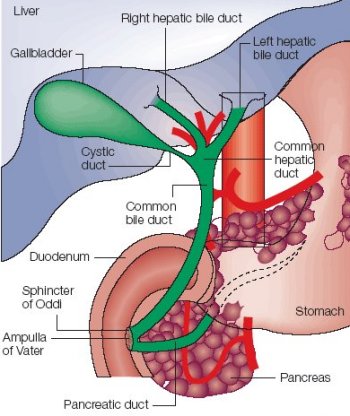 bile duct