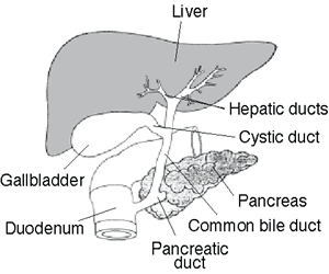 biliary system