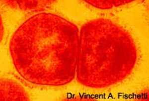 bacterial cell reproducing by binary fission