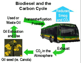 biodiesel and the carbon cycle