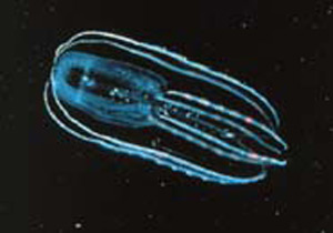 A bioluminescent comb jelly of the phylum Ctenophora