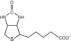 biotin molecules