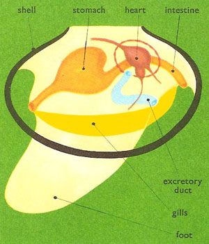 anatomy of a bivalve