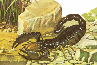 black scorpion and beetle
