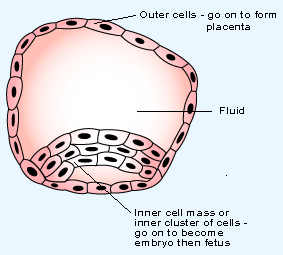 blastocyst